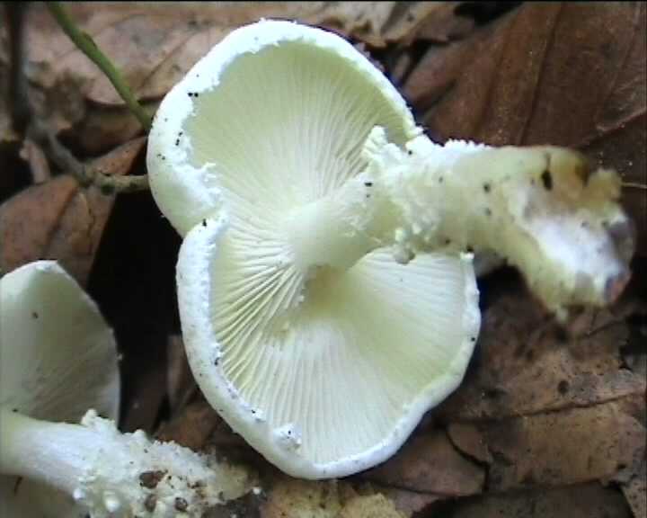 Cystoderma terreyi var. nogalesii